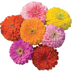 Giant Flowered Mixed Colors Zinnia Seeds