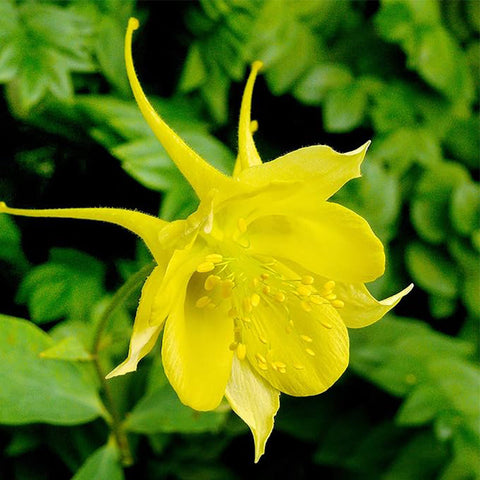 Columbine Seeds Aquilegia Seeds Bright Yellow Perennial Attract Butterflies　