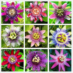 Passionfruit MixSeeds Flowers Easy to Grow Planting for Outdoor Indoor Home Bonsai
