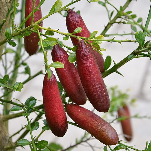 Finger Lime Seeds Citrus Australasica Caviar Lime  Garden Outdoor