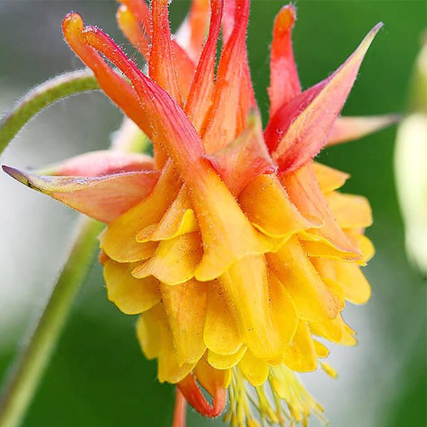 Double Orange Yellow Columbine Seeds Perennial Low Maintenance