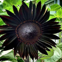 Obsidian Sunflower Seeds