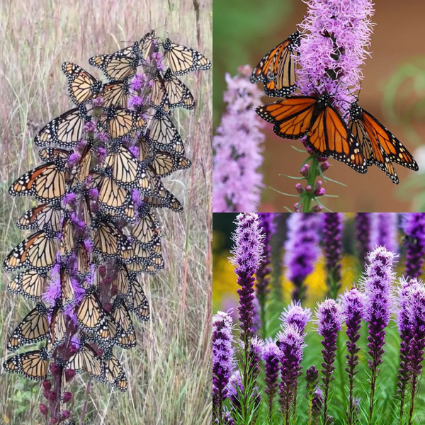 Prairie Blazing Star Seeds
