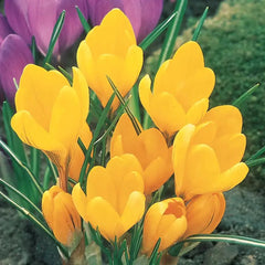 Yellow Mammoth Giant Dutch Crocus