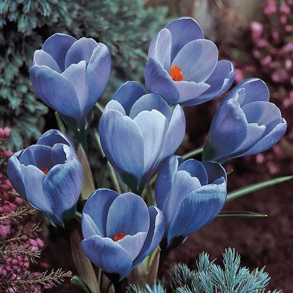 Remembrance Giant Dutch Crocus