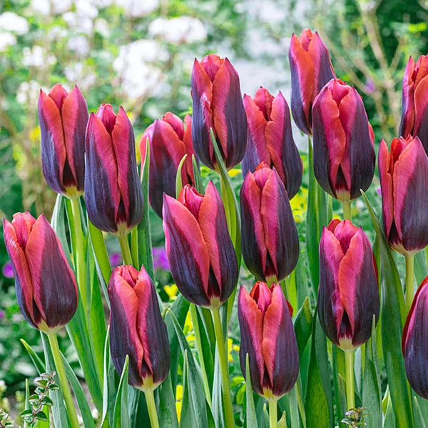 Slawa Tulip
