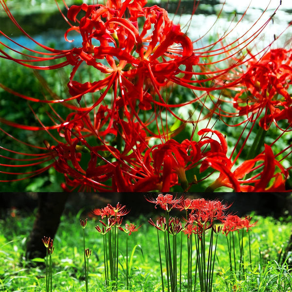 Heirloom Red Spider Lily Lycoris Bulbs Radiata Hurricane Cluster Amayllis Growing Bonsai Roots Rhizomes Corms Tubers Potted Planting Reblooming Fragrant Garden Species Blooms Flower Seeds Plant Gardening