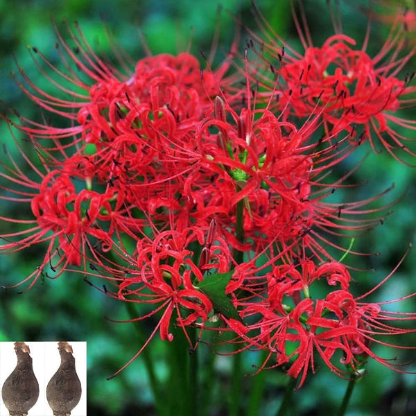 Hardy Nerines Red Lycoris Spider Lilies Bulbs Radiata Hurricane Lily Cluster Amayllis Growing Bonsai Roots Rhizomes Corms Tubers Potted Planting Reblooming Fragrant Garden Species Blooms Flower Seeds Plant Gardening