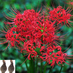 Hardy Nerines Red Lycoris Spider Lilies Bulbs Radiata Hurricane Lily Cluster Amayllis Growing Bonsai Roots Rhizomes Corms Tubers Potted Planting Reblooming Fragrant Garden Species Blooms Flower Seeds Plant Gardening