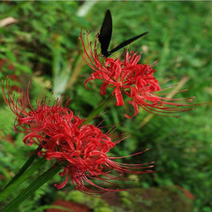 Hardy Nerines Red Lycoris Spider Lilies Bulbs Radiata Hurricane Lily Cluster Amayllis Growing Bonsai Roots Rhizomes Corms Tubers Potted Planting Reblooming Fragrant Garden Species Blooms Flower Seeds Plant Gardening