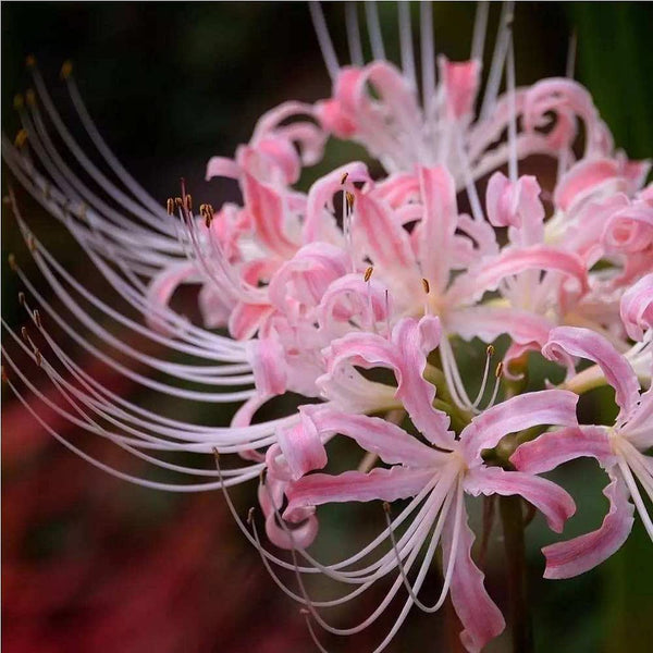 Cheap Pink Lycoris Spider Lilies Bulbs Radiata Hurricane Lily Cluster Amayllis Growing Bonsai Roots Rhizomes Corms Tubers Potted Planting Reblooming Fragrant Garden Species Blooms Flower Seeds Plant Gardening