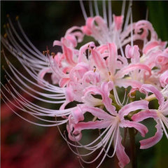 Cheap Pink Lycoris Spider Lilies Bulbs Radiata Hurricane Lily Cluster Amayllis Growing Bonsai Roots Rhizomes Corms Tubers Potted Planting Reblooming Fragrant Garden Species Blooms Flower Seeds Plant Gardening - Seedsplant