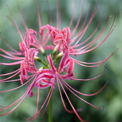 Cheap Pink Lycoris Spider Lilies Bulbs Radiata Hurricane Lily Cluster Amayllis Growing Bonsai Roots Rhizomes Corms Tubers Potted Planting Reblooming Fragrant Garden Species Blooms Flower Seeds Plant Gardening - Seedsplant