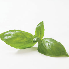 Genovese Basil Seed