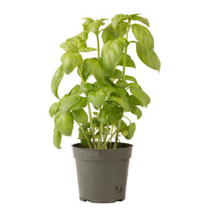 Genovese Basil Seed