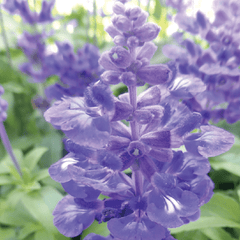 Salvia, Blue Bedder Seeds, 200mg