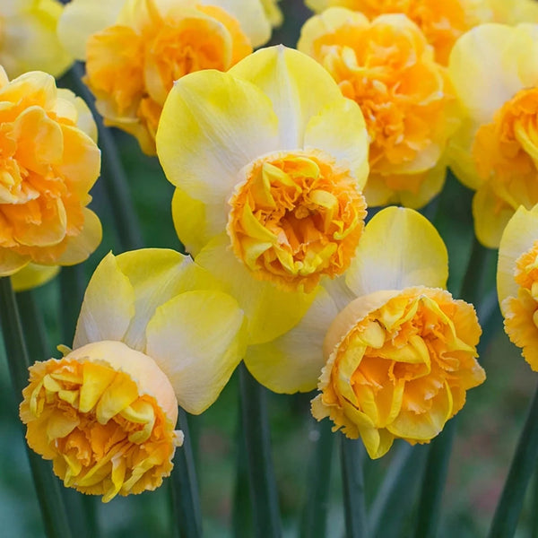 Art Perfume Daffodil