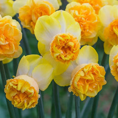 Art Perfume Daffodil
