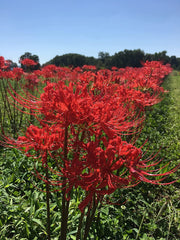 Red Lycoris Spider Lilies Bulbs Radiata Hurricane Lily Cluster Amayllis Growing Bonsai Roots Rhizomes Corms Tubers Potted Planting Reblooming Fragrant Garden Species Blooms Flower Seeds Plant Gardening