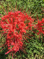 Red Lycoris Spider Lilies Bulbs Radiata Hurricane Lily Cluster Amayllis Growing Bonsai Roots Rhizomes Corms Tubers Potted Planting Reblooming Fragrant Garden Species Blooms Flower Seeds Plant Gardening