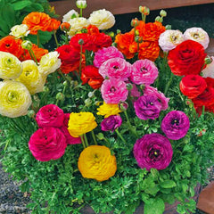 Mixed Colors Ranunculus  Corms Bulbs Growing Bonsai Roots Rhizomes Tubers Potted Planting Reblooming Fragrant Garden Species Blooms Flower Seeds Plant Gardening