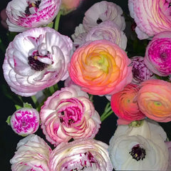 Mixed Colors Ranunculus  Corms Bulbs Growing Bonsai Roots Rhizomes Tubers Potted Planting Reblooming Fragrant Garden Species Blooms Flower Seeds Plant Gardening