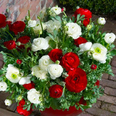 Mixed Colors Ranunculus  Corms Bulbs Growing Bonsai Roots Rhizomes Tubers Potted Planting Reblooming Fragrant Garden Species Blooms Flower Seeds Plant Gardening