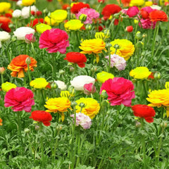Mixed Colors Ranunculus  Corms Bulbs Growing Bonsai Roots Rhizomes Tubers Potted Planting Reblooming Fragrant Garden Species Blooms Flower Seeds Plant Gardening
