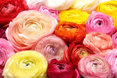 Mix Color Ranunculus Corms Bulbs Persian Buttercup Growing Bonsai Roots Rhizomes Tubers Potted Planting Reblooming Fragrant Garden Species Blooms Flower Seeds Plant Gardening