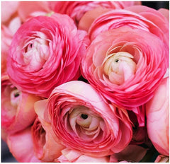 Pink French Ranunculus  Corms Bulbs Growing Bonsai Roots Rhizomes Tubers Potted Planting Reblooming Fragrant Garden Species Blooms Flower Seeds Plant Gardening