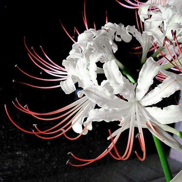 White Spider Lily Bulbs Lycoris Radiata Hurricane Lily Cluster Amayllis Growing Bonsai Roots Rhizomes Corms Tubers Potted Planting Reblooming Fragrant Garden Species Blooms Flower Seeds Plant Gardening