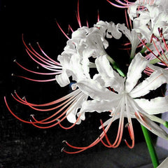White Spider Lily Bulbs Lycoris Radiata Hurricane Lily Cluster Amayllis Growing Bonsai Roots Rhizomes Corms Tubers Potted Planting Reblooming Fragrant Garden Species Blooms Flower Seeds Plant Gardening