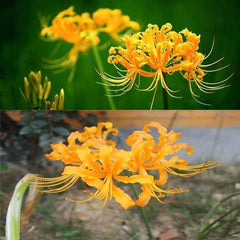 Yellow Surprise Lycoris Spider Lilies Bulbs Radiata Hurricane Lily Cluster Amayllis Growing Bonsai Roots Rhizomes Corms Tubers Potted Planting Reblooming Fragrant Garden Species Blooms Flower Seeds Plant Gardening