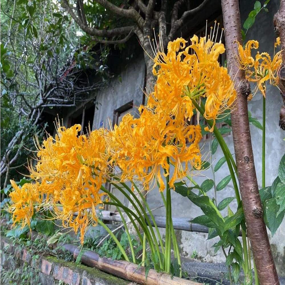 growing spider lilies Yellow Perennial Lycoris Spider Lilies Bulbs Radiata Hurricane Lily Cluster Amayllis Growing Bonsai Roots Rhizomes Corms Tubers Potted Planting Reblooming Fragrant Garden Species Blooms Flower Seeds Plant Gardening