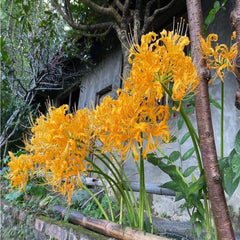 Yellow Perennial Lycoris Spider Lilies Bulbs Radiata Hurricane Lily Cluster Amayllis Growing Bonsai Roots Rhizomes Corms Tubers Potted Planting Reblooming Fragrant Garden Species Blooms Flower Seeds Plant Gardening