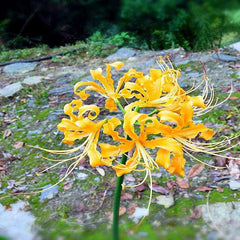 yellow spider lily bulbs Yellow Perennial Lycoris Spider Lilies Bulbs Radiata Hurricane Lily Cluster Amayllis Growing Bonsai Roots Rhizomes Corms Tubers Potted Planting Reblooming Fragrant Garden Species Blooms Flower Seeds Plant Gardening