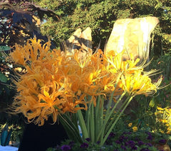 Yellow Beautiful Lycoris Spider Lilies Bulbs Radiata Hurricane Lily Cluster Amayllis Growing Bonsai Roots Rhizomes Corms Tubers Potted Planting Reblooming Fragrant Garden Species Blooms Flower Seeds Plant Gardening