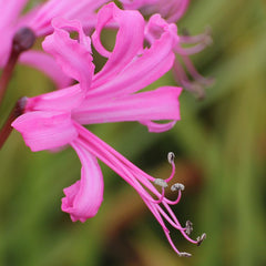 Pink Nerine Bowdenii Lycoris Spider Lilies Bulbs Radiata Hurricane Lily Cluster Amayllis Growing Bonsai Roots Rhizomes Corms Tubers Potted Planting Reblooming Fragrant Garden Species Blooms Flower Seeds Plant Gardening