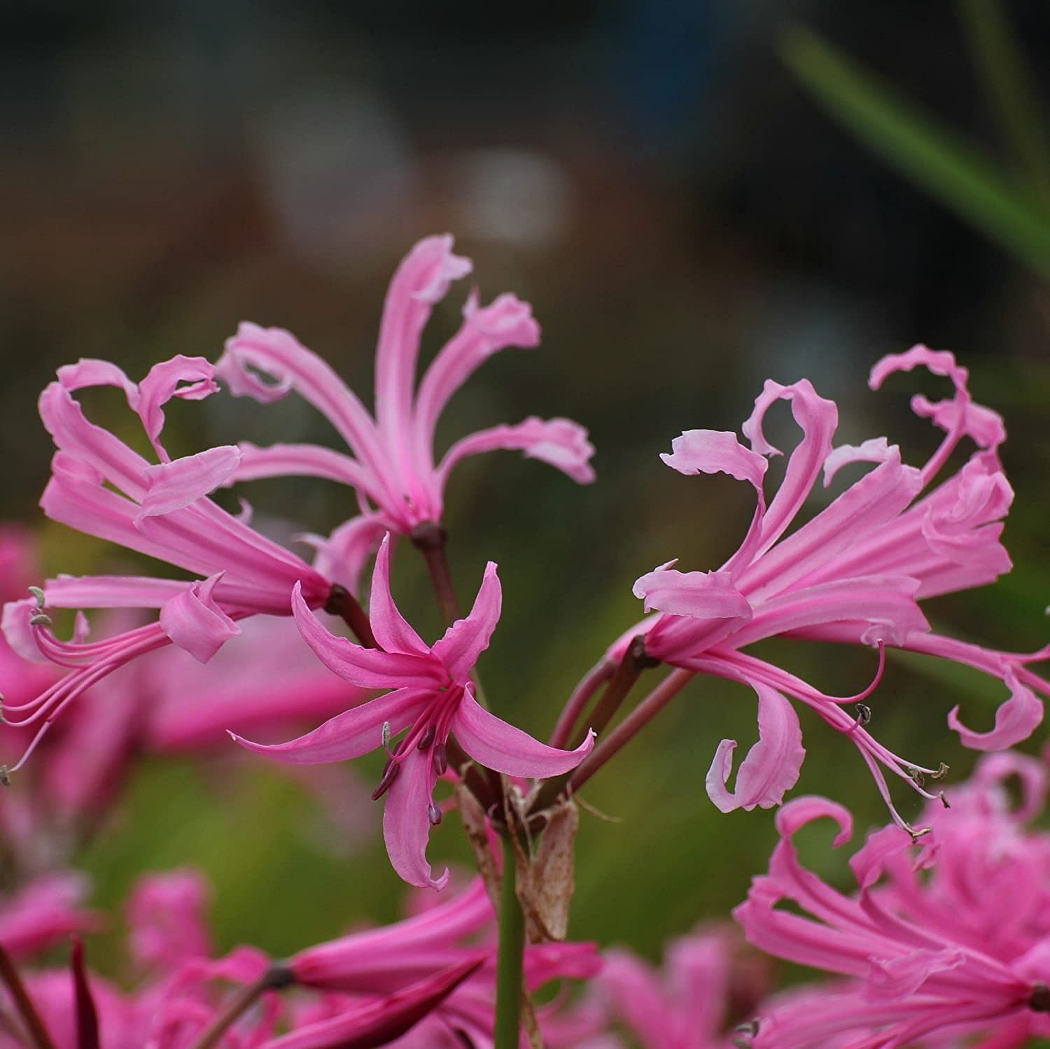 spider bulb plant Pink Nerine Bowdenii Lycoris Spider Lilies Bulbs Radiata Hurricane Lily Cluster Amayllis Growing Bonsai Roots Rhizomes Corms Tubers Potted Planting Reblooming Fragrant Garden Species Blooms Flower Seeds Plant Gardening