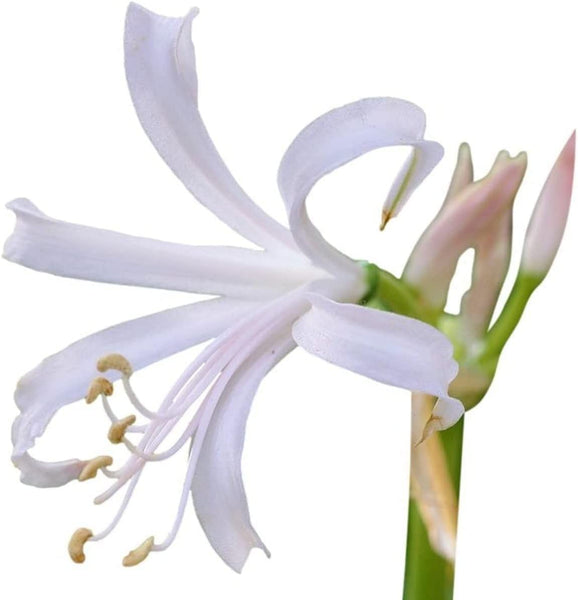 White Nerine Albivetta Lycoris Spider Lilies Bulbs Radiata Hurricane Lily Cluster Amayllis Growing Bonsai Roots Rhizomes Corms Tubers Potted Planting Reblooming Fragrant Garden Species Blooms Flower Seeds Plant Gardening