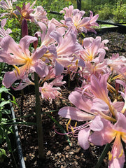 Bareroot Pink Lycoris Spider Lilies Bulbs Radiata Hurricane Lily Cluster Amayllis Growing Bonsai Roots Rhizomes Corms Tubers Potted Planting Reblooming Fragrant Garden Species Blooms Flower Seeds Plant Gardening