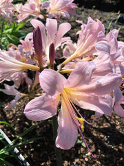 Bareroot Pink Lycoris Spider Lilies Bulbs Radiata Hurricane Lily Cluster Amayllis Growing Bonsai Roots Rhizomes Corms Tubers Potted Planting Reblooming Fragrant Garden Species Blooms Flower Seeds Plant Gardening