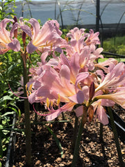 Bareroot Pink Lycoris Spider Lilies Bulbs Radiata Hurricane Lily Cluster Amayllis Growing Bonsai Roots Rhizomes Corms Tubers Potted Planting Reblooming Fragrant Garden Species Blooms Flower Seeds Plant Gardening