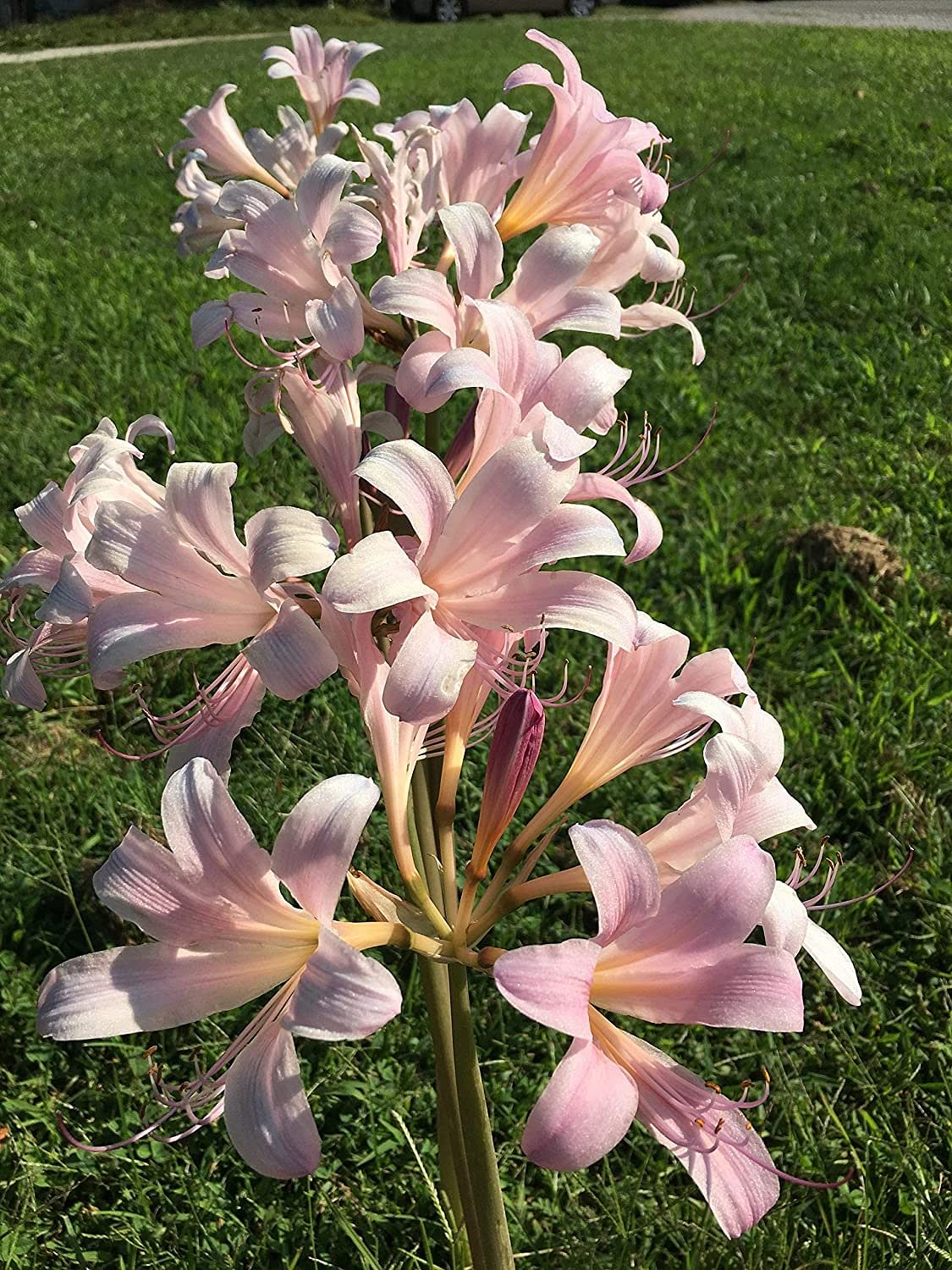 lady lily flower Naked Lady Pink Lycoris Spider Lilies Bulbs Radiata Hurricane Lily Cluster Amayllis Growing Bonsai Roots Rhizomes Corms Tubers Potted Planting Reblooming Fragrant Garden Species Blooms Flower Seeds Plant Gardening