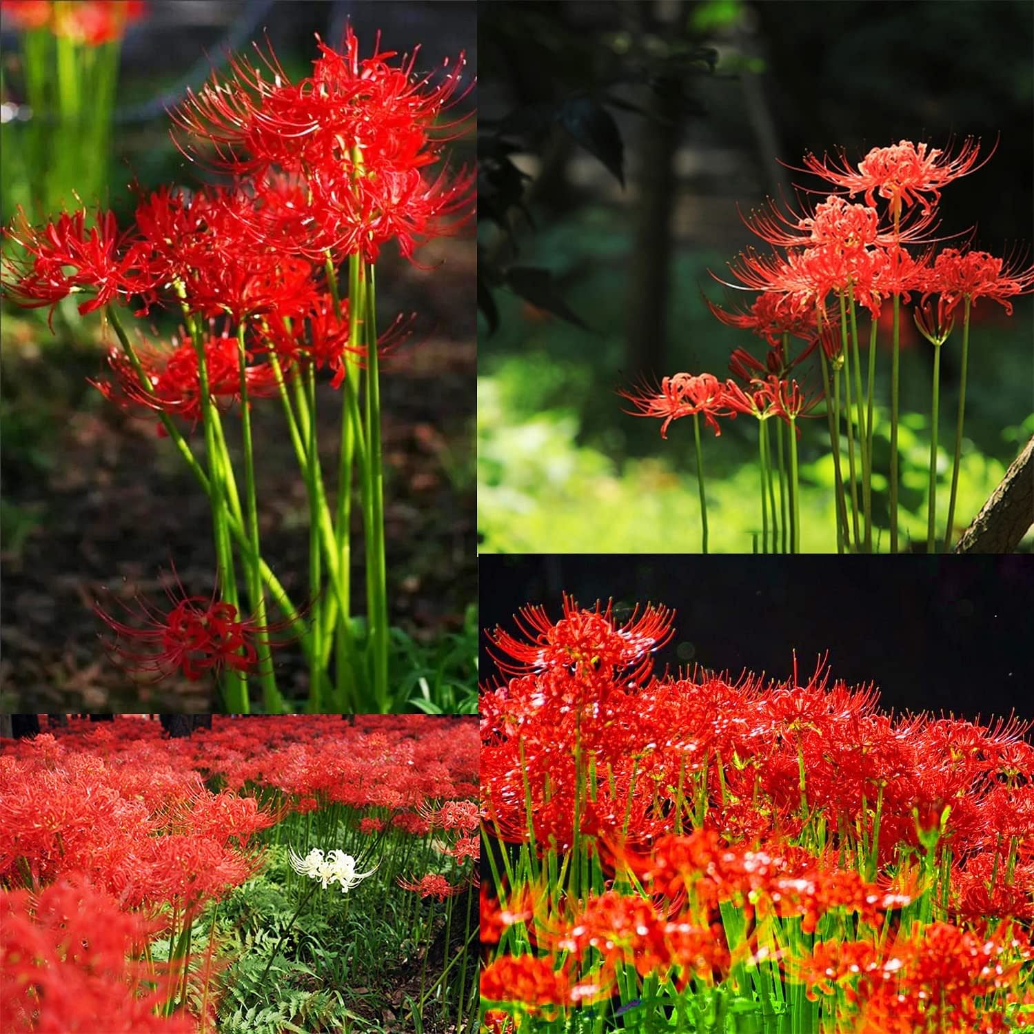 perennial flower seeds and bulbs Heirloom Red Perennial Lycoris Spider Lilies Bulbs Radiata Hurricane Lily Cluster Amayllis Growing Bonsai Roots Rhizomes Corms Tubers Potted Planting Reblooming Fragrant Garden Species Blooms Flower Seeds Plant Gardening