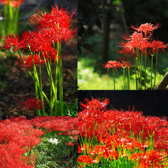 Heirloom Red Perennial Lycoris Spider Lilies Bulbs Radiata Hurricane Lily Cluster Amayllis Growing Bonsai Roots Rhizomes Corms Tubers Potted Planting Reblooming Fragrant Garden Species Blooms Flower Seeds Plant Gardening