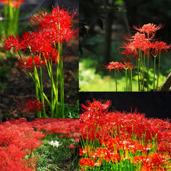 heirloom spider plant Heirloom Red Perennial Lycoris Spider Lilies Bulbs Radiata Hurricane Lily Cluster Amayllis Growing Bonsai Roots Rhizomes Corms Tubers Potted Planting Reblooming Fragrant Garden Species Blooms Flower Seeds Plant Gardening