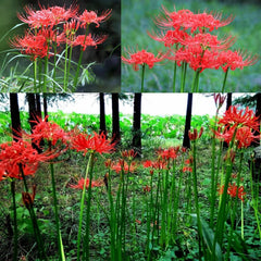 Heirloom Red Perennial Lycoris Spider Lilies Bulbs Radiata Hurricane Lily Cluster Amayllis Growing Bonsai Roots Rhizomes Corms Tubers Potted Planting Reblooming Fragrant Garden Species Blooms Flower Seeds Plant Gardening