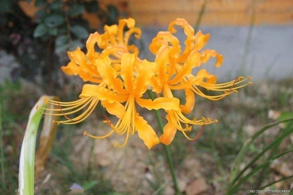 yellow spider lilies Yellow Lycoris Spider Lilies Bulbs Radiata Hurricane Lily Cluster Amayllis Growing Bonsai Roots Rhizomes Corms Tubers Potted Planting Reblooming Fragrant Garden Species Blooms Flower Seeds Plant Gardening