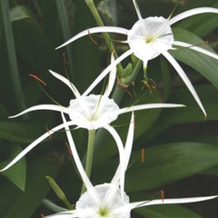 Crinum Lycoris Spider Lilies Bulbs Radiata Hurricane Lily Cluster Amayllis Growing Bonsai Roots Rhizomes Corms Tubers Potted Planting Reblooming Fragrant Garden Species Blooms Flower Seeds Plant Gardening